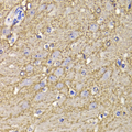 KCND3 / Kv4.3 Antibody - Immunohistochemistry of paraffin-embedded mouse brain tissue.