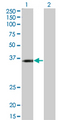 KCNJ15 / KIR4.2 Antibody - Western Blot analysis of KCNJ15 expression in transfected 293T cell line by KCNJ15 monoclonal antibody (M01), clone 1B2.Lane 1: KCNJ15 transfected lysate(42.6 KDa).Lane 2: Non-transfected lysate.