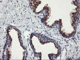 KCNJ3 / GIRK1 Antibody - IHC of paraffin-embedded Human prostate tissue using anti-KCNJ3 mouse monoclonal antibody.
