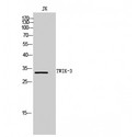 KCNK7 / K2p7.1 Antibody - Western blot of TWIK-3 antibody