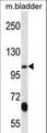 KCNQ3 Antibody - KCNQ3 Antibody western blot of mouse bladder tissue lysates (35 ug/lane). The KCNQ3 antibody detected the KCNQ3 protein (arrow).
