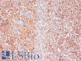 KCNQ4 Antibody - IHC analysis of KCNQ4 in frozen sections of mouse brain extract using KCNQ4 antibody.  This image was taken for the unconjugated form of this product. Other forms have not been tested.