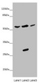 KCNS3 Antibody - Western blot All Lanes: KCNS3 antibody at 4.97 ug/ml Lane 1: Mouse brain tissue Lane 2: HT29 whole cell lysate Lane 3: A549 whole cell lysate Secondary Goat polyclonal to rabbit IgG at 1/10000 dilution Predicted band size: 56 kDa Observed band size: 56,28 kDa