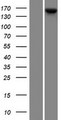 KCP / CRIM2 Protein - Western validation with an anti-DDK antibody * L: Control HEK293 lysate R: Over-expression lysate