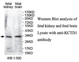 KCTD1 Antibody
