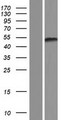 KCTD20 Protein - Western validation with an anti-DDK antibody * L: Control HEK293 lysate R: Over-expression lysate