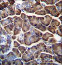 KCTD3 Antibody - KCTD3 Antibody immunohistochemistry of formalin-fixed and paraffin-embedded human pancreas tissue followed by peroxidase-conjugated secondary antibody and DAB staining.