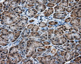 KCTD5 Antibody - Immunohistochemical staining of paraffin-embedded pancreas tissue using anti- mouse monoclonal antibody. (Dilution 1:50).