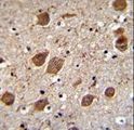KCTD8 Antibody - KCTD8 Antibody immunohistochemistry of formalin-fixed and paraffin-embedded human brain tissue followed by peroxidase-conjugated secondary antibody and DAB staining.