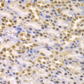 KDM1A / LSD1 Antibody - Immunohistochemistry of paraffin-embedded rat kidney tissue.