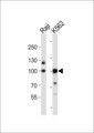KDM1B Antibody - Western blot of lysates from Raji, K562 cell line (from left to right), using KDM1B antibody diluted at 1:1000 at each lane. A goat anti-rabbit IgG H&L (HRP) at 1:10000 dilution was used as the secondary antibody. Lysates at 20 ug per lane.