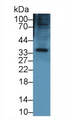 KERA / Keratocan Antibody - Western Blot; Sample: Mouse Small intestine lysate; Primary Ab: 1µg/ml Rabbit Anti-Mouse KERA Antibody Second Ab: 0.2µg/mL HRP-Linked Caprine Anti-Rabbit IgG Polyclonal Antibody