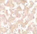 KHDC1 / C6orf148 Antibody - Immunohistochemistry of KHDC1 in human liver tissue with KHDC1 antibody at 5 ug/ml.
