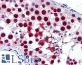 KHDRBS1 / SAM68 Antibody - Anti-SAM68 antibody IHC of human testis. Immunohistochemistry of formalin-fixed, paraffin-embedded tissue after heat-induced antigen retrieval. Antibody concentration 5 ug/ml.  This image was taken for the unconjugated form of this product. Other forms have not been tested.