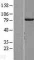 KIAA0153 / TTLL12 Protein - Western validation with an anti-DDK antibody * L: Control HEK293 lysate R: Over-expression lysate