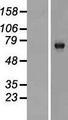 KIAA0226L Protein - Western validation with an anti-DDK antibody * L: Control HEK293 lysate R: Over-expression lysate