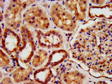 KIAA0319 Antibody - Immunohistochemistry image at a dilution of 1:500 and staining in paraffin-embedded human kidney tissue performed on a Leica BondTM system. After dewaxing and hydration, antigen retrieval was mediated by high pressure in a citrate buffer (pH 6.0) . Section was blocked with 10% normal goat serum 30min at RT. Then primary antibody (1% BSA) was incubated at 4 °C overnight. The primary is detected by a biotinylated secondary antibody and visualized using an HRP conjugated SP system.