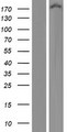 KIAA0368 / ECM29 Protein - Western validation with an anti-DDK antibody * L: Control HEK293 lysate R: Over-expression lysate