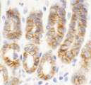 KIAA0528 Antibody - Detection of Mouse KIAA0528 by Immunohistochemistry. Sample: FFPE section of mouse intestine. Antibody: Affinity purified rabbit anti-KIAA0528 used at a dilution of 1:400 (2.5 Detection: DAB.