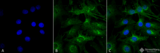 KIAA0652 / ATG13 Antibody - Immunocytochemistry/Immunofluorescence analysis using Rabbit Anti-ATG13 Polyclonal Antibody. Tissue: Myoblast cell line (C2C12). Species: Mouse. Fixation: 4% Formaldehyde for 15 min at RT. Primary Antibody: Rabbit Anti-ATG13 Polyclonal Antibody  at 1:100 for 60 min at RT. Secondary Antibody: Goat Anti-Rabbit ATTO 488 at 1:100 for 60 min at RT. Counterstain: DAPI (blue) nuclear stain at 1:5000 for 5 min RT. Localization: Cytoplasm, Cytosol. Magnification: 60X. (A) DAPI (blue) nuclear stain (B) Phalloidin Texas Red F-Actin stain (C) ATG13 Antibody (D) Composite.