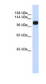 KIAA0692 / ANKLE2 Antibody - ANKLE2 / KIAA0692 antibody Western blot of 293T cell lysate. This image was taken for the unconjugated form of this product. Other forms have not been tested.