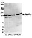 KIAA1033 Antibody - Detection of human and mouse KIAA1033 by western blot. Samples: Whole cell lysate (50 µg) from HeLa, HEK293T, Jurkat, mouse TCMK-1, and mouse NIH 3T3 cells prepared using NETN lysis buffer. Antibody: Affinity purified rabbit anti-KIAA1033 antibody used for WB at 0.1 µg/ml. Detection: Chemiluminescence with an exposure time of 3 minutes.