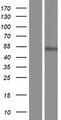 KIAA1045 Protein - Western validation with an anti-DDK antibody * L: Control HEK293 lysate R: Over-expression lysate