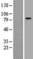 KIAA1161 Protein - Western validation with an anti-DDK antibody * L: Control HEK293 lysate R: Over-expression lysate
