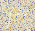KIAA1467 Antibody - Immunohistochemistry of paraffin-embedded human pancreatic tissue using FAM234B Antibody at dilution of 1:100