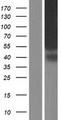 KIAA1467 Protein - Western validation with an anti-DDK antibody * L: Control HEK293 lysate R: Over-expression lysate