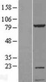KIAA1530 Protein - Western validation with an anti-DDK antibody * L: Control HEK293 lysate R: Over-expression lysate