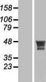 KIAA1826 Protein - Western validation with an anti-DDK antibody * L: Control HEK293 lysate R: Over-expression lysate