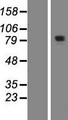 KIAA1841 Protein - Western validation with an anti-DDK antibody * L: Control HEK293 lysate R: Over-expression lysate