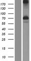 KIAA2013 Protein - Western validation with an anti-DDK antibody * L: Control HEK293 lysate R: Over-expression lysate