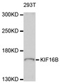 KIF16B Antibody - Western blot analysis of extracts of 293T cells, using KIF16B antibody at 1:1000 dilution. The secondary antibody used was an HRP Goat Anti-Rabbit IgG (H+L) at 1:10000 dilution. Lysates were loaded 25ug per lane and 3% nonfat dry milk in TBST was used for blocking. An ECL Kit was used for detection and the exposure time was 30s.