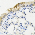 KIF2B Antibody - Immunohistochemical analysis of KIF2B staining in mouse lung formalin fixed paraffin embedded tissue section. The section was pre-treated using heat mediated antigen retrieval with sodium citrate buffer (pH 6.0). The section was then incubated with the antibody at room temperature and detected using an HRP conjugated compact polymer system. DAB was used as the chromogen. The section was then counterstained with hematoxylin and mounted with DPX.