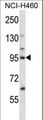 KIF2C / MCAK Antibody - KIF2C Antibody western blot of NCI-H460 cell line lysates (35 ug/lane). The KIF2C antibody detected the KIF2C protein (arrow).