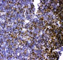 KIF2C / MCAK Antibody - MCAK antibody IHC-paraffin: Rat Thymus Tissue.