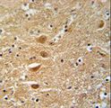 KIF3C Antibody - KIF3C Antibody immunohistochemistry of formalin-fixed and paraffin-embedded human brain tissue followed by peroxidase-conjugated secondary antibody and DAB staining.