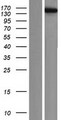 KIF4B Protein - Western validation with an anti-DDK antibody * L: Control HEK293 lysate R: Over-expression lysate