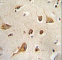 KIF5C Antibody - Kif5C-2 Antibody immunohistochemistry of formalin-fixed and paraffin-embedded human brain tissue followed by peroxidase-conjugated secondary antibody and DAB staining.