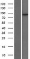 KIF6 Protein - Western validation with an anti-DDK antibody * L: Control HEK293 lysate R: Over-expression lysate