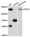 KIFC3 Antibody - Western blot analysis of extracts of various cells.