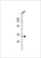 KIR2DS5 Antibody - Anti-CD158g Antibody at 1:1000 dilution + HeLa whole cell lysates Lysates/proteins at 20 ug per lane. Secondary Goat Anti-Rabbit IgG, (H+L),Peroxidase conjugated at 1/10000 dilution Predicted band size : 34 kDa Blocking/Dilution buffer: 5% NFDM/TBST.