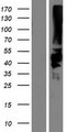 KIR2DS5 Protein - Western validation with an anti-DDK antibody * L: Control HEK293 lysate R: Over-expression lysate