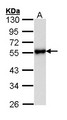 KISS1R / GPR54 Antibody - Sample (30 ug of whole cell lysate). A: Hela. 10% SDS PAGE. KISS1R antibody diluted at 1:1000. 