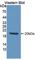 KITLG / SCF Antibody - Western Blot; Sample: Recombinant protein.