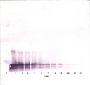 KITLG / SCF Antibody - Western Blot (reducing) of SCF antibody. This image was taken for the unconjugated form of this product. Other forms have not been tested.