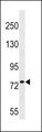 KIZ / PLK1S1 Antibody - PLK1S1 Antibody western blot of 293 cell line lysates (35 ug/lane). The PLK1S1 antibody detected the PLK1S1 protein (arrow).