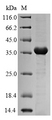 mrkA Protein - (Tris-Glycine gel) Discontinuous SDS-PAGE (reduced) with 5% enrichment gel and 15% separation gel.